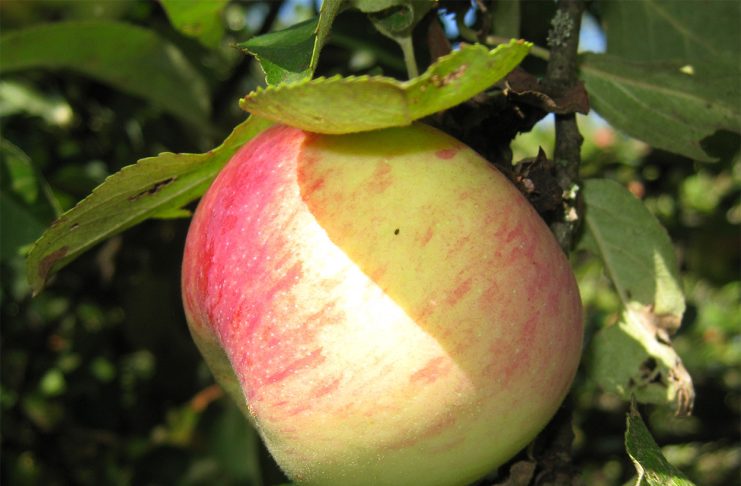 10 самых сладких сортов яблок для средней полосы