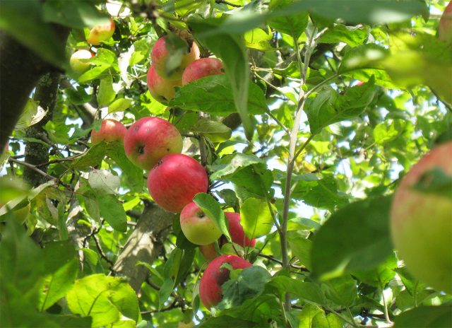 Грушовка красная. Ранний старинный сорт. Плоды до 100 г, полосатые или ярко-красные, кисло-сладкие, сочные, медовый аромат, хорошо дозревают на дереве. Грушовка красная. Ранний старинный сорт. Плоды до 100 г, полосатые или ярко-красные, кисло-сладкие, сочные, медовый аромат, хорошо дозревают на дереве.