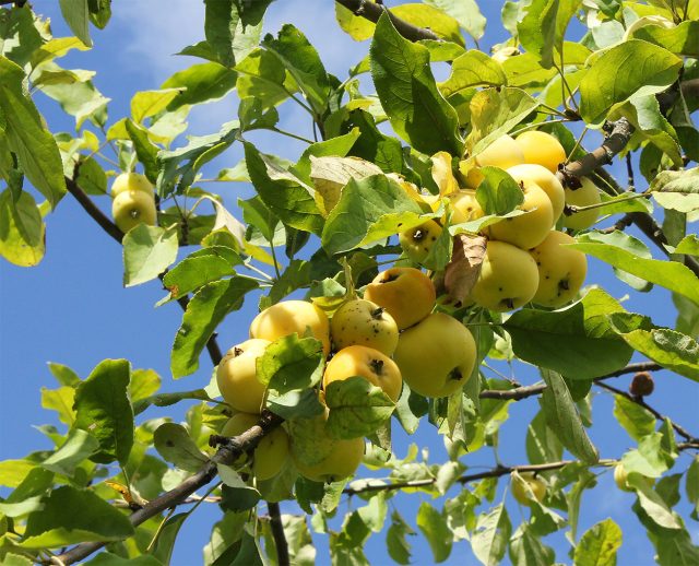 Золотая китайка ранняя. Раннеспелый мичуринский сорт. Яблоки мелкие, 30–40 г, жёлтые, кисловато-сладкие, медового аромата, сочные, лучше есть сразу после созревания. Золотая китайка ранняя. Раннеспелый мичуринский сорт. Яблоки мелкие, 30–40 г, жёлтые, кисловато-сладкие, медового аромата, сочные, лучше есть сразу после созревания.