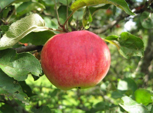 Конфетное. Раннелетний сорт. Плоды 70–80 г, плоскоокруглые, бледно-жёлтые с розово-карминовым румянцем, мякоть сочная, кисло-сладкая, с фруктовыми нотками. Конфетное. Раннелетний сорт. Плоды 70–80 г, плоскоокруглые, бледно-жёлтые с розово-карминовым румянцем, мякоть сочная, кисло-сладкая, с фруктовыми нотками.