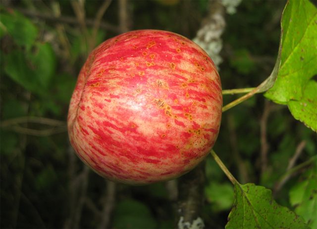 Коричное полосатое. Старинный раннеосенний сорт. Плоды 70–90 г, плоскоокруглые, полосатые на зелёно-жёлтой кожице, кисло-сладкие, с выраженным ароматом корицы. Коричное полосатое. Старинный раннеосенний сорт. Плоды 70–90 г, плоскоокруглые, полосатые на зелёно-жёлтой кожице, кисло-сладкие, с выраженным ароматом корицы.