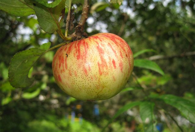 Медуница. Позднелетний зимостойкий сорт. Яблоки 110–120 г, плоскоокруглые, зелёно-жёлтые с карминовыми полосами, сочные, медово-сладкие, ароматные. Медуница. Позднелетний зимостойкий сорт. Яблоки 110–120 г, плоскоокруглые, зелёно-жёлтые с карминовыми полосами, сочные, медово-сладкие, ароматные.