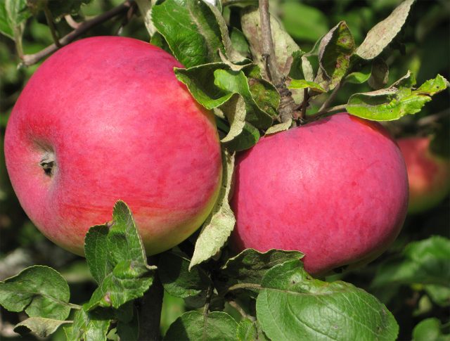 Штрифель красный. Осенний сорт. Плоды средние, округлые, желтовато-зелёные с красными штрихами, затем красный румянец покрывает большую часть яблока. Кисло-сладкие, с лёгкими пряными нотками. Штрифель красный. Осенний сорт. Плоды средние, округлые, желтовато-зелёные с красными штрихами, затем красный румянец покрывает большую часть яблока. Кисло-сладкие, с лёгкими пряными нотками.