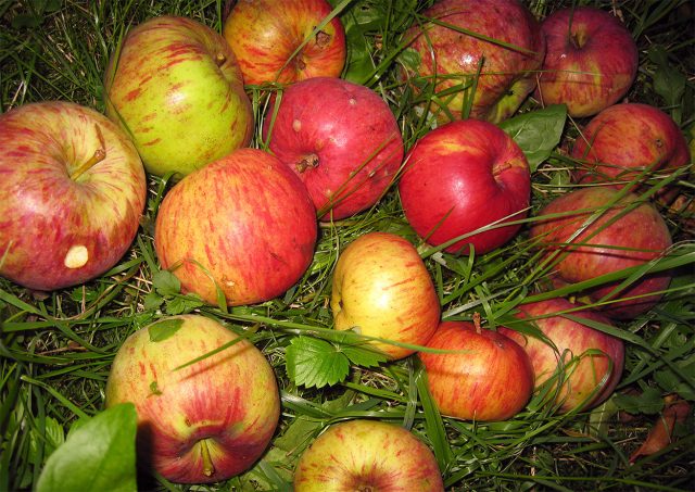 Лобо. Позднезимний сорт. Плоды крупные, 130–200 г, округло-конические, зелёно-жёлтые с малиновым размытым румянцем, сочные, кисло-сладкие, с пряными нотками. Лобо. Позднезимний сорт. Плоды крупные, 130–200 г, округло-конические, зелёно-жёлтые с малиновым размытым румянцем, сочные, кисло-сладкие, с пряными нотками.