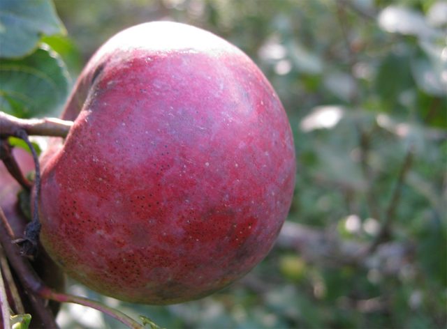 Белорусское сладкое. Позднезимний сорт. Яблоки крупные, 135–200 г, округлые, светло-жёлтые с тёмно-красным размытым румянцем, мякоть сочная, сладкая, полумаслянистая. Белорусское сладкое. Позднезимний сорт. Яблоки крупные, 135–200 г, округлые, светло-жёлтые с тёмно-красным размытым румянцем, мякоть сочная, сладкая, полумаслянистая.