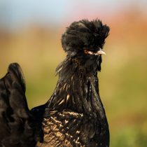 Павловская порода Павловская порода