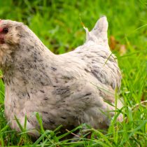 Порода Араукана Порода Араукана