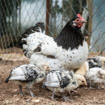 Порода Лакенфельдер Порода Лакенфельдер