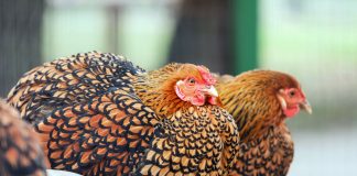 12 декоративных и продуктивных кур: красота и польза в одном дворе - ООО «Ваше Хозяйство» 12 декоративных и продуктивных кур: красота и польза в одном дворе