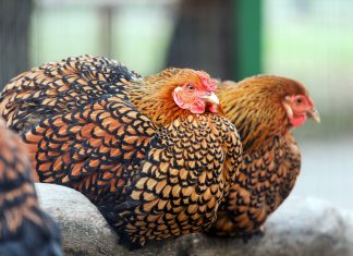 12 декоративных и продуктивных кур: красота и польза в одном дворе - Блоги компаний 12 декоративных и продуктивных кур: красота и польза в одном дворе