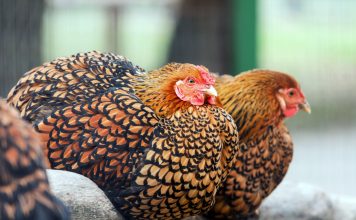 12 декоративных и продуктивных кур: красота и польза в одном дворе