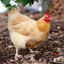 Порода Орпингтон Порода Орпингтон