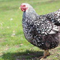 Порода Виандот Порода Виандот