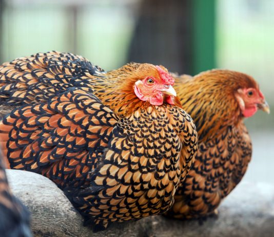 12 декоративных и продуктивных кур: красота и польза в одном дворе