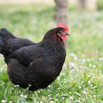 Порода Маран Порода Маран