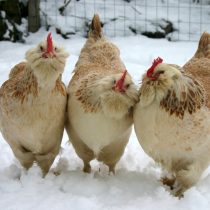 Порода Фавероль Порода Фавероль