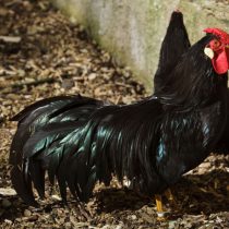 Порода Ла Флеш Порода Ла Флеш