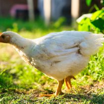 Порода Корниш Порода Корниш