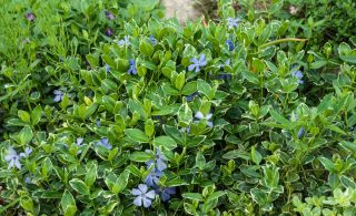 Плотный ковер из барвинка — идеальное решение для мест, где плохо растет газон. Он быстро разрастается, вытесняя конкурентов. Главное — вкопать бордюрную ленту при посадке, чтобы активный цветок оставался в отведенных границах.