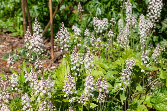 Изящные соцветия тиареллы (Tiarella cordifolia) и ее декоративные листья с прожилками создают эффектный ковер в полутени. Растение станет идеальным компаньоном для хвойных и рододендронов.