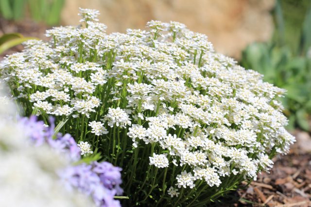 Иберис (Iberis sempervirens) превращает клумбу в ароматное белое облако. Этот вечнозеленый многолетник создает густые «подушки», которые идеально удерживают склоны и не требуют сложного ухода.