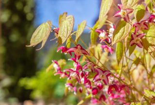 Горянка ценна как медонос, особенно в регионах с ограниченным количеством ранних источников нектара. Пчелы активно посещают ее мелкие, но многочисленные цветки