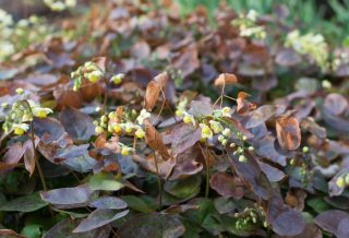 Если у вас есть затенённое место, которое требует особого внимания, горянка станет элегантным почвопокровным растением, которое ненавязчиво преобразит его.