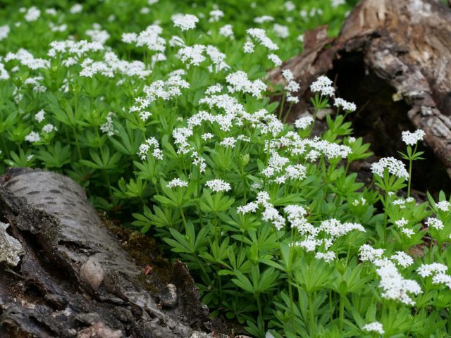 Ясменник душистый с его белыми цветками идеален для приствольных кругов, где газон растет плохо. Он любит влажную тень и быстро закрывает землю. Корни у него поверхностные, поэтому он не конкурирует с деревьями за питание.