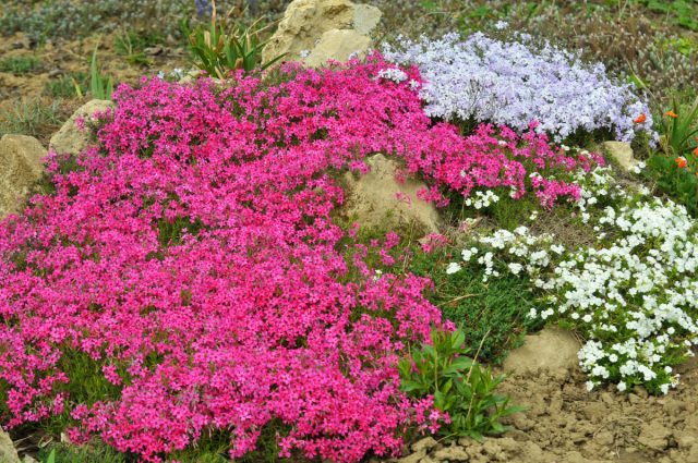 Флокс шиловидный (Phlox subulata) знаменит звездчатыми цветками разнообразных оттенков: розового, лилового и белоснежного. 