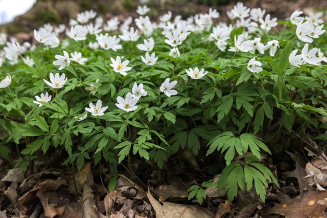 Нежная анемона дубравная — вестник пробуждения природы. Распускаясь ранней весной под кронами деревьев, она служит первым источником питания для пчел, а ее корневища рыхлят почву, улучшая структуру земли в саду.