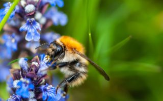 Высаживая такие растения-медоносы как живучка, вы убиваете двух зайцев: избавляетесь от сорняков благодаря плотному ковру листвы и привлекаете в сад помощников, от которых зависит будущий урожай.