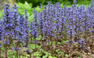 Живучка ползучая (аюга) полностью оправдывает название: она быстро создает густой покров, сдерживающий сорные травы. Ее декоративные «свечки» лилового оттенка выглядят очень живописно и прекрасно чувствуют себя даже в полутени.