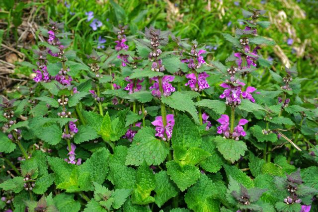 Яснотка пятнистая (Lamium maculatum) оживит самые темные уголки сада своими нарядными листьями и яркими цветами. Она неприхотлива, отлично растет на глине и плотно закрывает почву под деревьями.