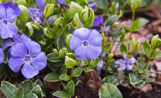 Изящные лавандовые цветы барвинка малого на фоне блестящих изумрудных листьев. Этот стойкий почвопокровник прекрасно чувствует себя в тенистых зонах, создавая красивый живой ковер и надежно защищая землю от захвата сорняками.