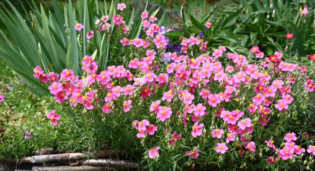 14 растений-ковриков, которые вытеснят сорняки и привлекут пчёл