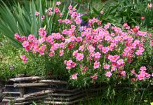 14 растений-ковриков, которые вытеснят все сорняки и привлекут пчёл 14 растений-ковриков, которые вытеснят сорняки и привлекут пчёл