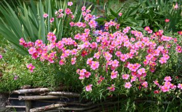 14 растений-ковриков, которые вытеснят сорняки и привлекут пчёл