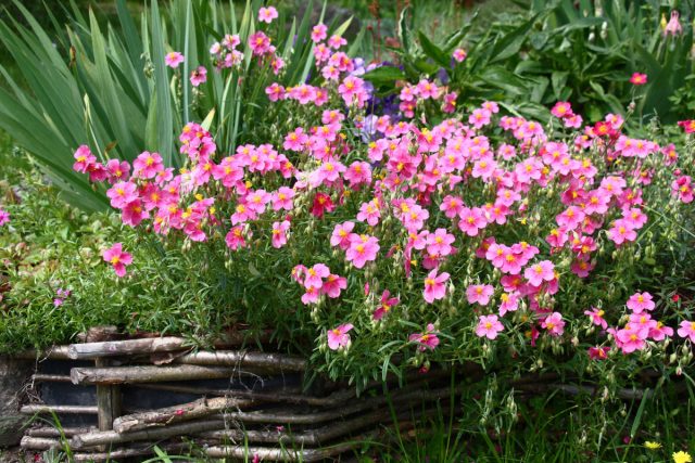 14 растений-ковриков, которые вытеснят сорняки и привлекут пчёл