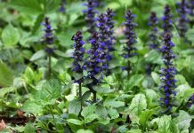 15 декоративных многолетников, от которых невозможно избавиться 15 декоративных многолетников, от которых невозможно избавиться.