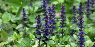 15 декоративных многолетников, от которых невозможно избавиться.