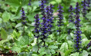 15 декоративных многолетников, от которых невозможно избавиться.