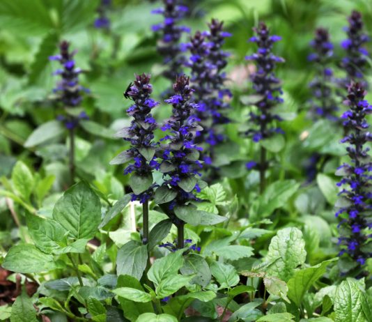 15 декоративных многолетников, от которых невозможно избавиться.