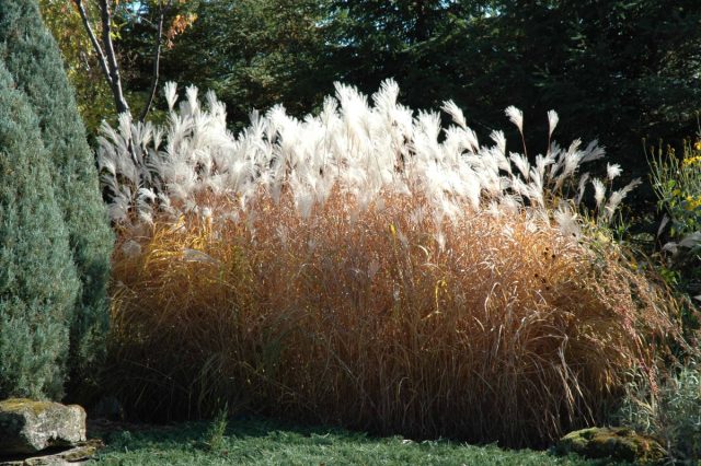 Мискантус сахароцветковый (Мiscanthus sacchariflorus) более выносливый, чем теплолюбивый мискантус китайский.