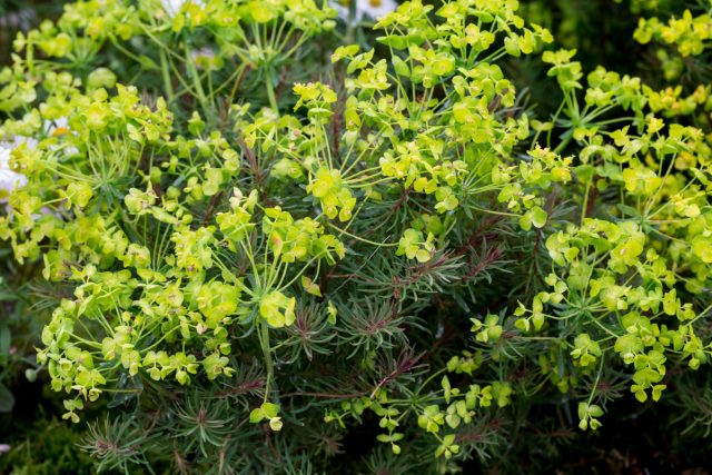 Он легко адаптируется к различным условиям, в природе быстро колонизирует даже неблагоприятные участки, такие как обочины дорог, поля и пастбища.