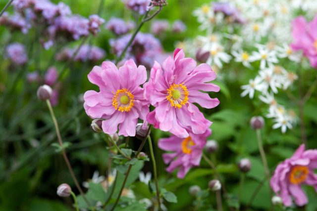 Японские анемоны (Anemone japonica) – прекрасные осенние цветы, однако их поведение находится на грани между просто быстрорастущими и инвазивными растениями.