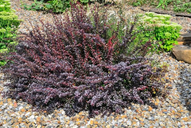 Барбарис Тунберга «Атропурпурея Нана» (Berberis thunbergii 'Atropurpurea Nana')