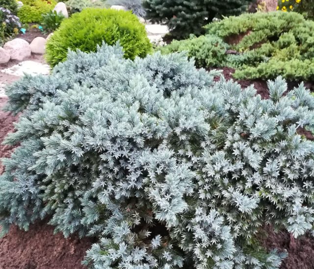Можжевельник чешуйчатый «Блю Стар» (Juniperus squamata 'Blue Star')