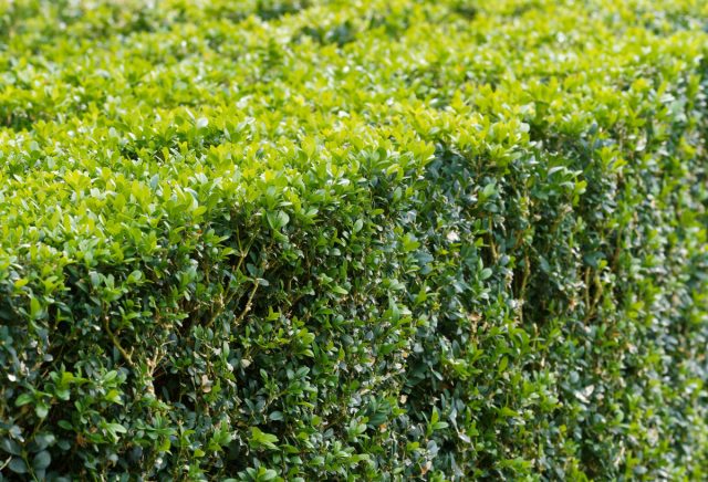 Самшит вечнозелёный «Суфрутикоза» (Buxus sempervirens 'Suffruticosa')