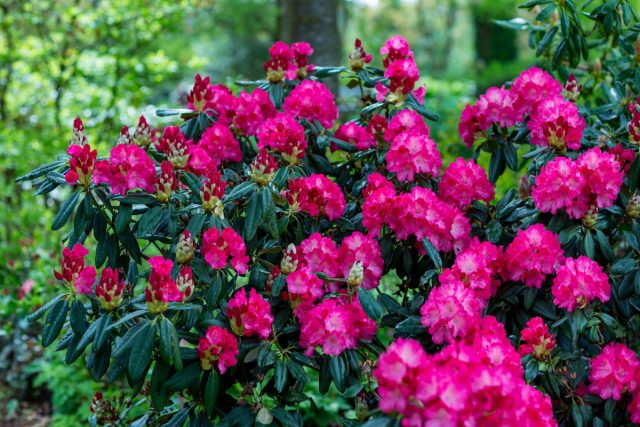 Рододендрон якушиманский «Фантастика» (Rhododendron yakushimanum 'Fantastica')