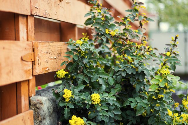 Магония падуболистная (Mahonia aquifolium)